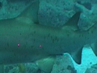 ca266a9b-f100-4c29-a5da-f6f373f7b57a