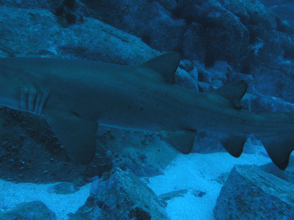 2e2bfa24-e7a8-41cb-a25a-62ddfe1a0a42