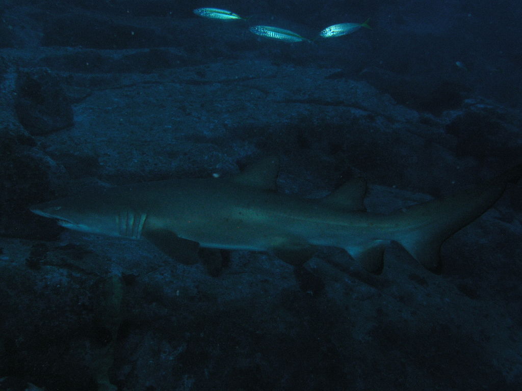 2e2bfa24-e7a8-41cb-a25a-62ddfe1a0a42