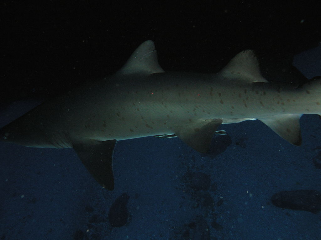 55ea5009-7920-42d9-8572-ecccee6bd438