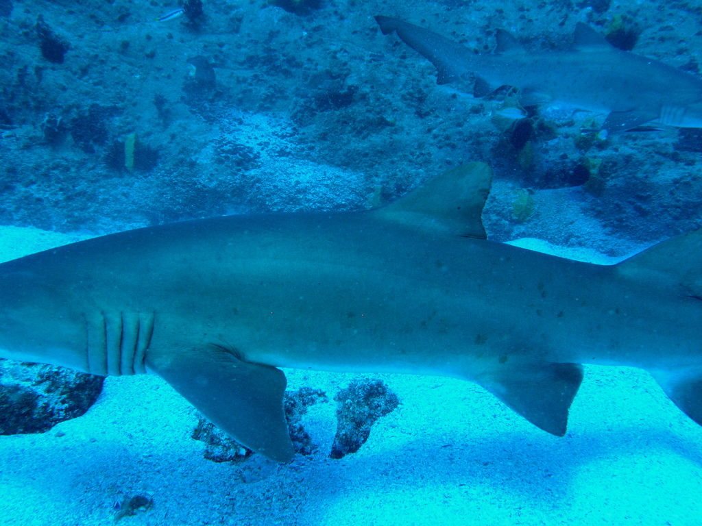 1d29e339-82d5-4116-a6f5-abb4df1a18a0