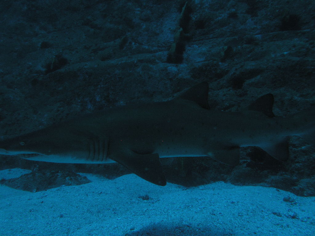 f5179d3a-a121-4f66-a19a-1d97624c250c