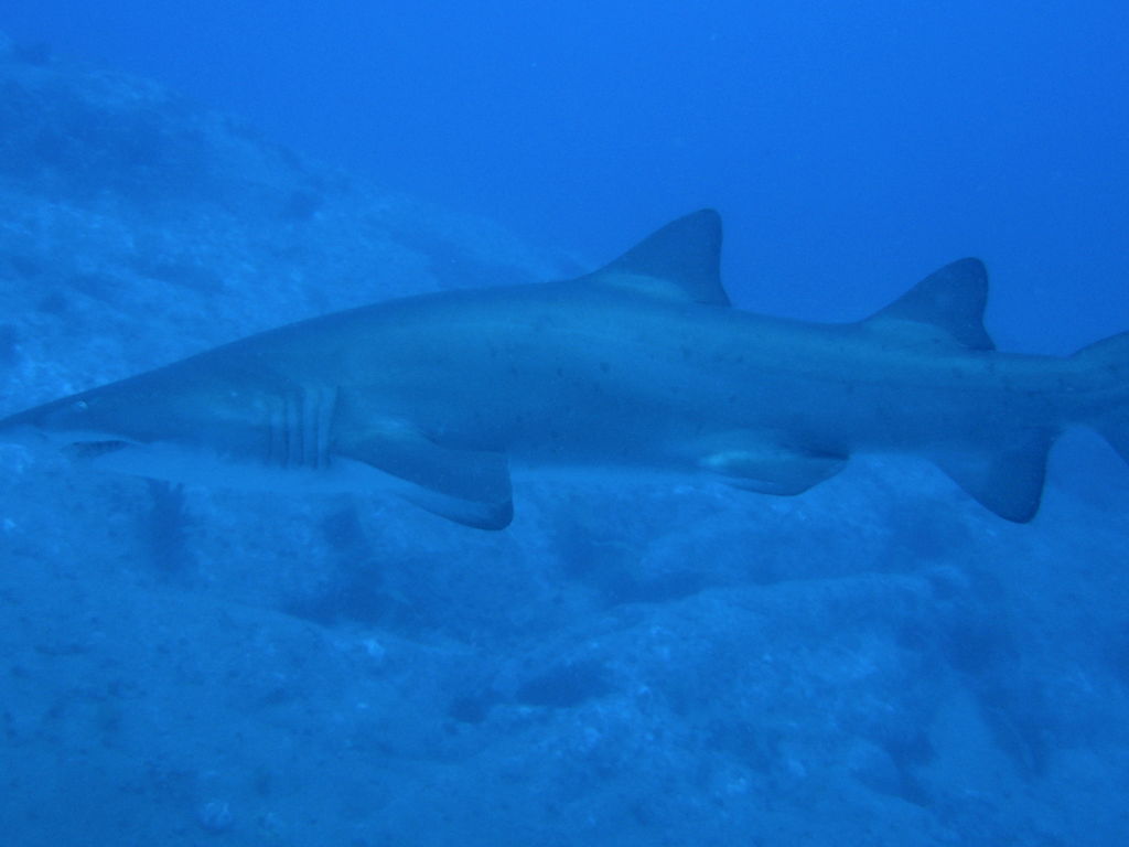 f5179d3a-a121-4f66-a19a-1d97624c250c