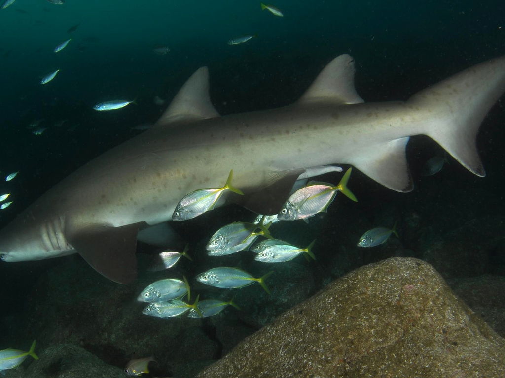 3ca93749-4f43-434a-826d-ea762f4a397d