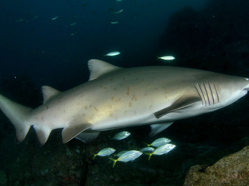 ae6f9a99-593f-427b-9267-4e0e3d6e40af