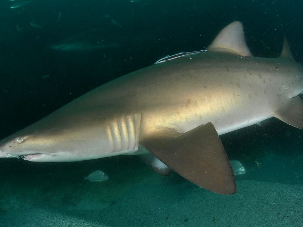 f9a1d627-974e-4c05-9bae-a5df1419723d