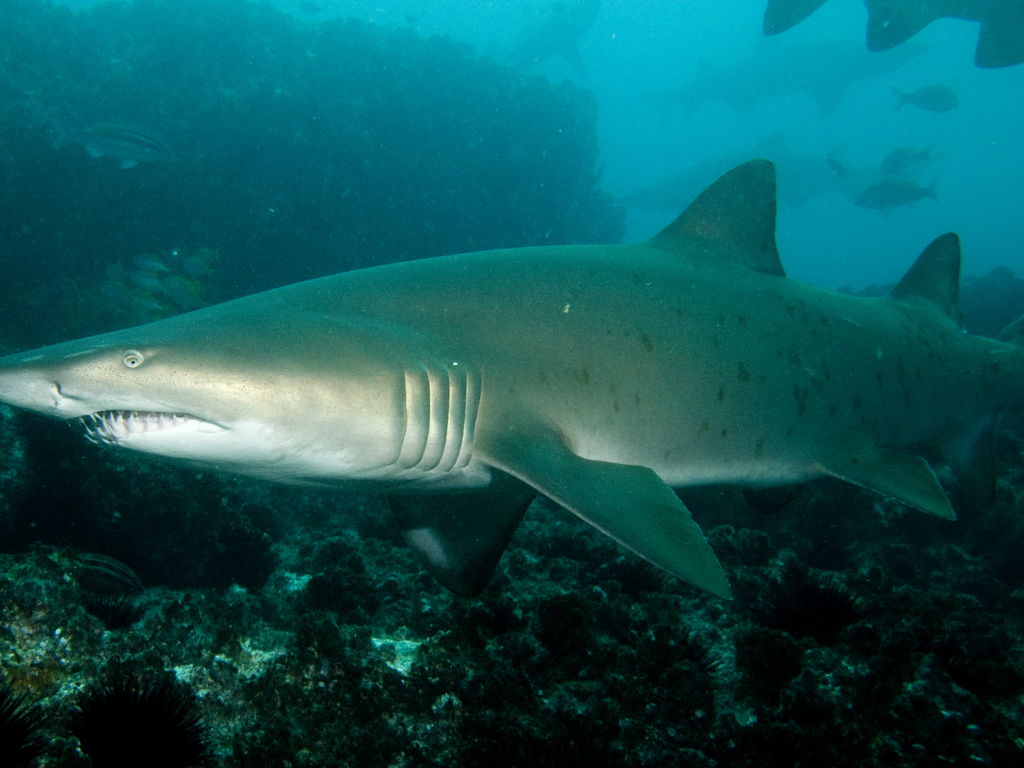 3aa37cca-5469-4cc2-8450-716ca74ddb28