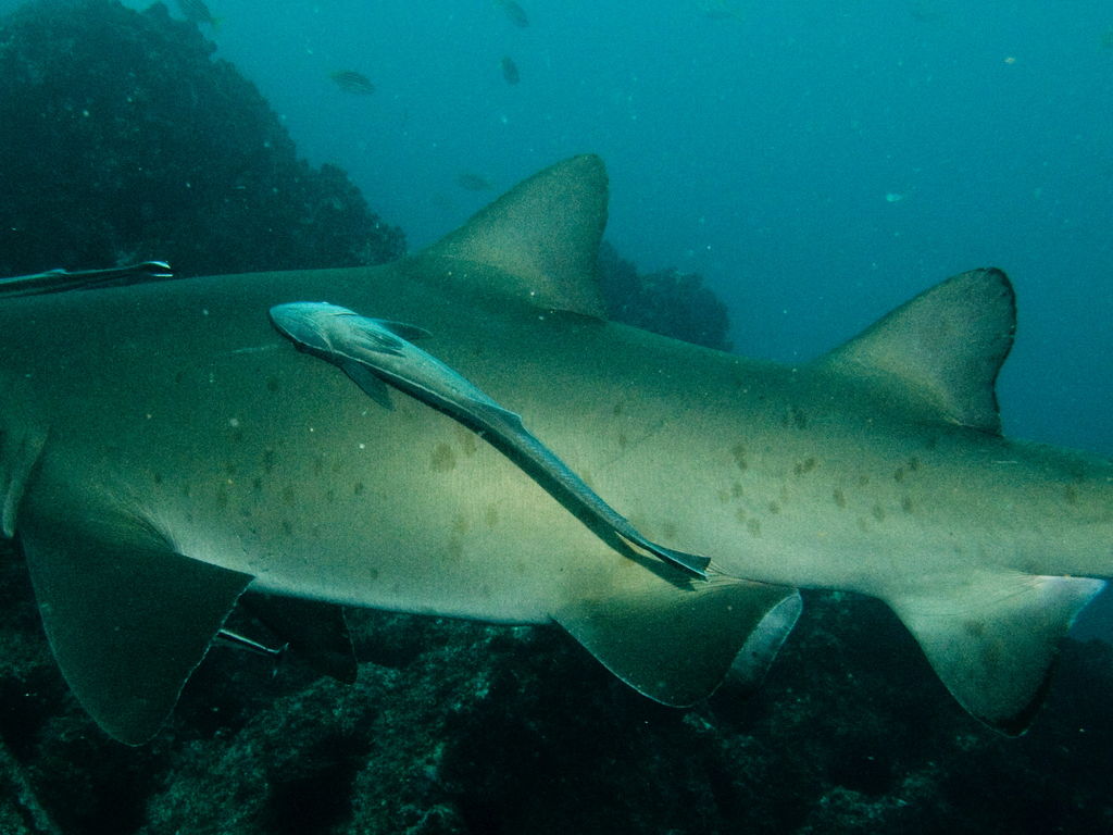 9b322fa7-a1f9-4219-929b-ec24da08ee65