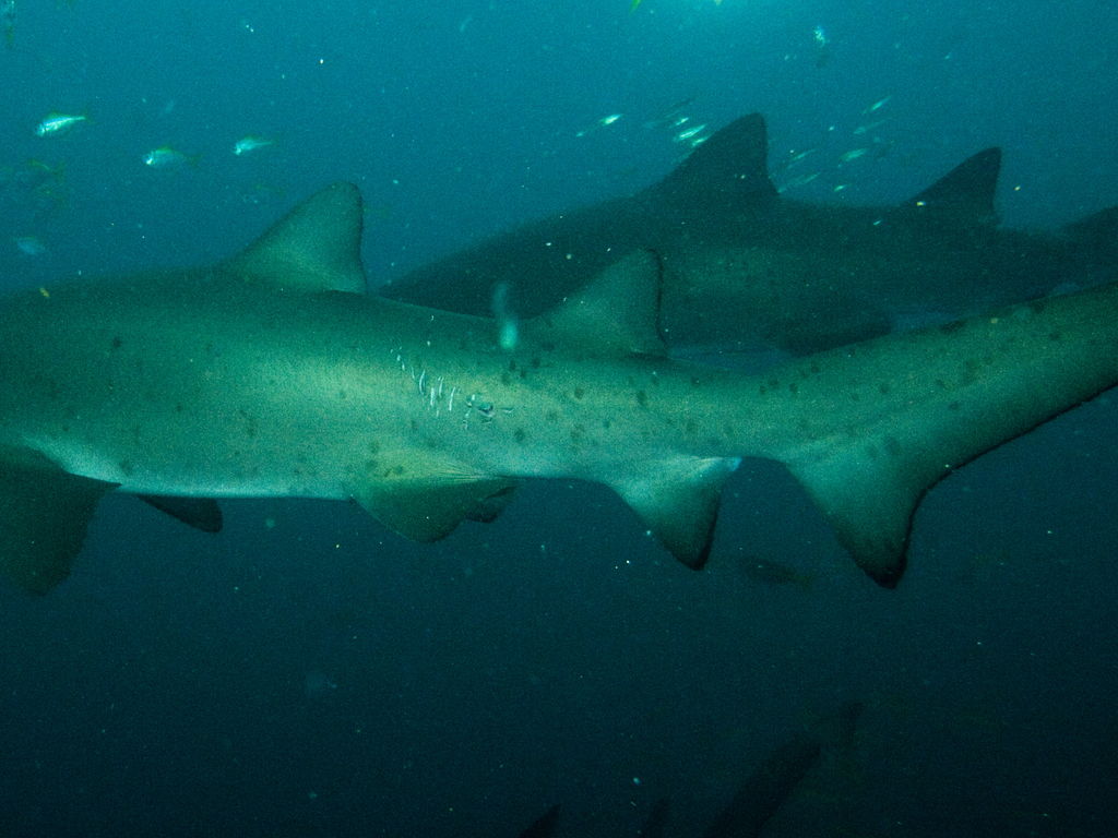 94058e19-13fb-47fe-960c-dddf89cae375