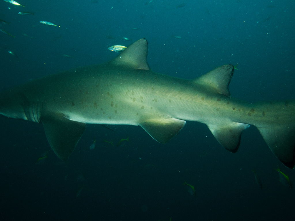 7baf7cec-8b26-4e3a-b7a4-b5b0bc28ddad