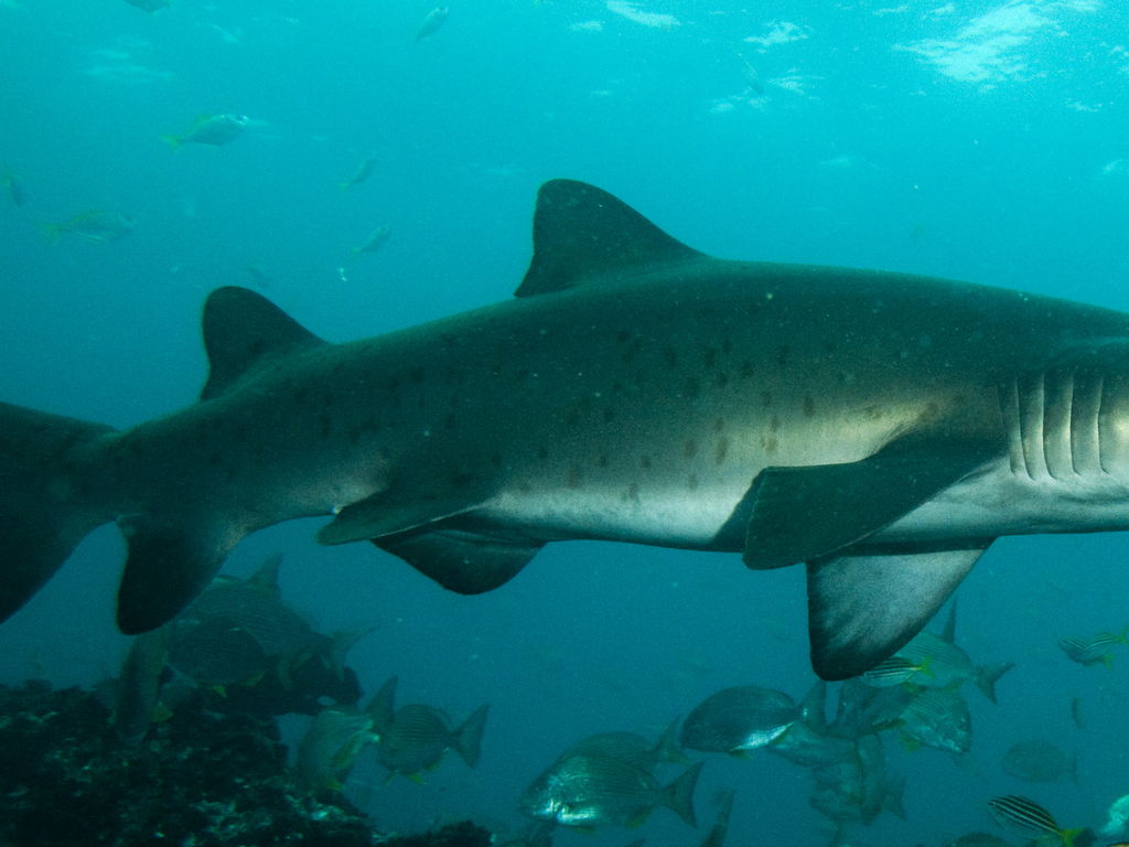 e30df41c-d258-4b16-ac21-d8d6e36d99ae