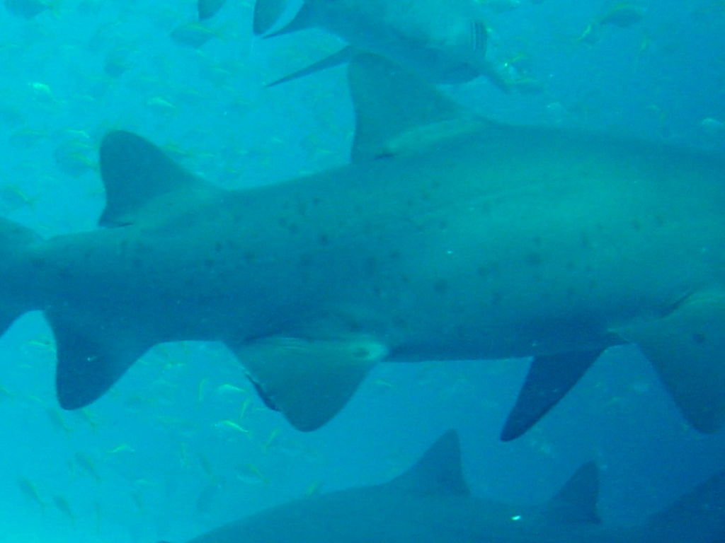 81a14fdf-8831-46c3-ab87-eccd36c52f65