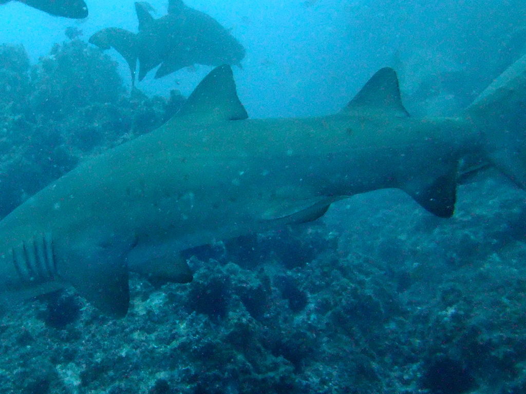 cf0f6488-d2ac-4e1e-a0c7-0d9ac6f45b01