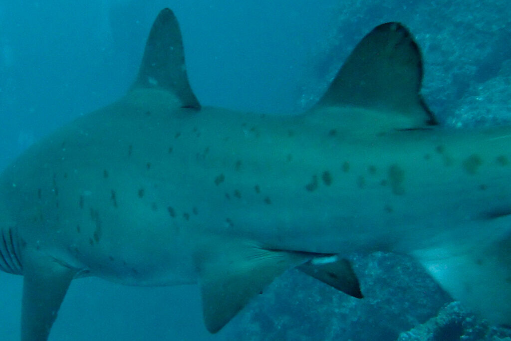 a5345245-842c-4da9-b3d0-be82f33e3660