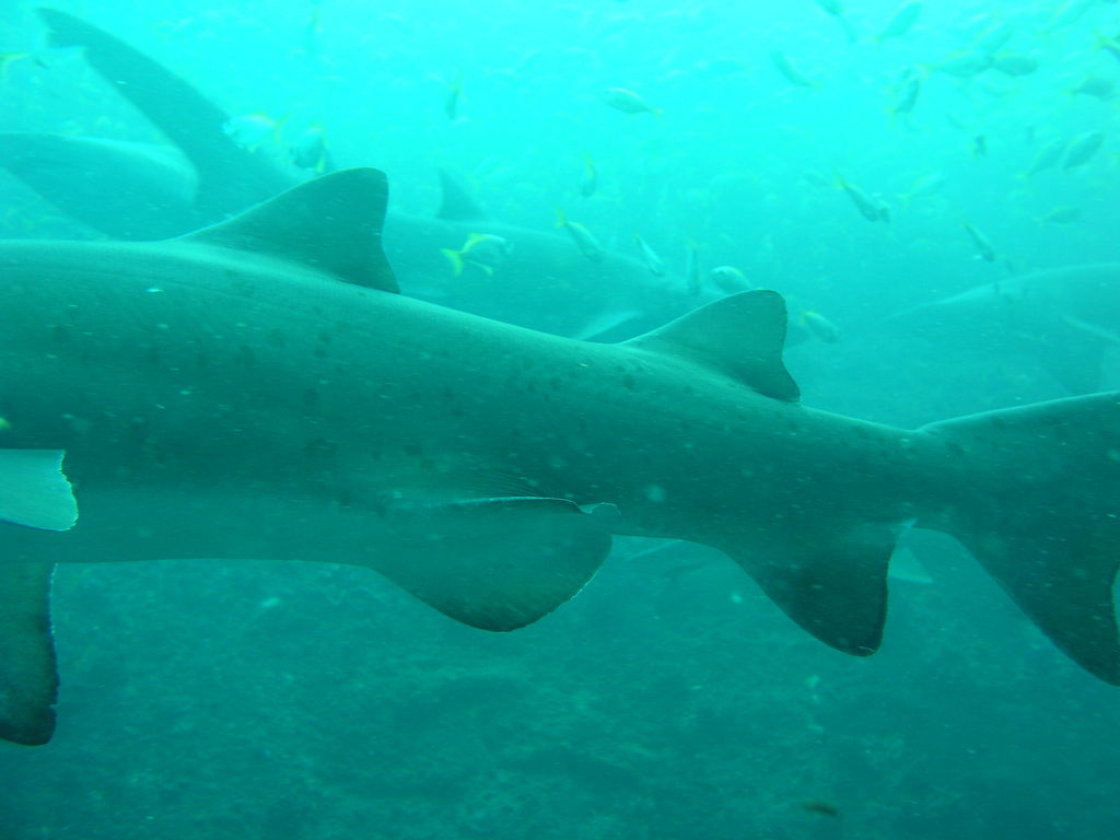 4e1ca866-5bf5-4ed3-bb9b-ad7fcd508bef