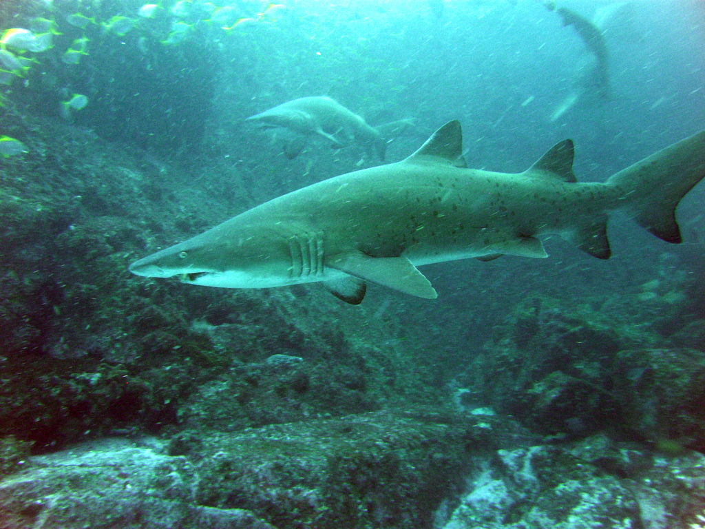 7a528646-f863-4202-8a38-21d394d70ccc