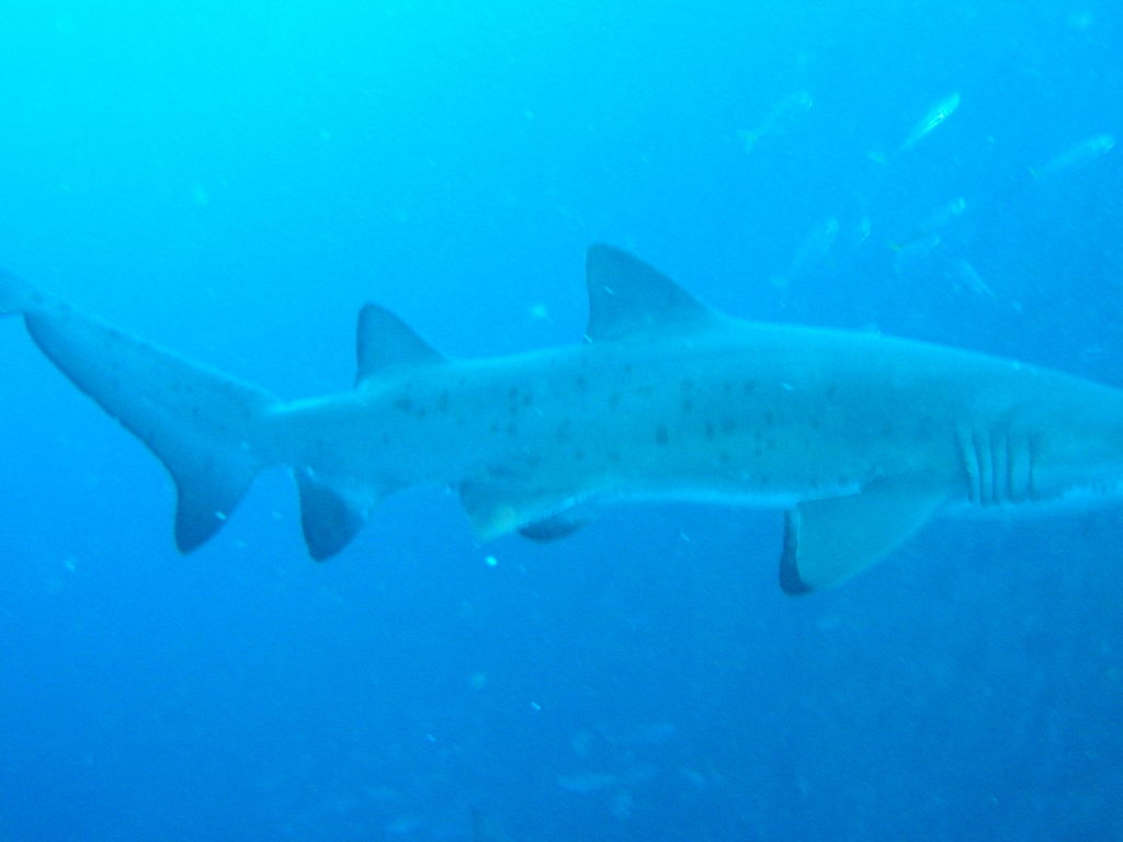 d5a183ec-f071-4103-8e0f-c7b3ec03160a