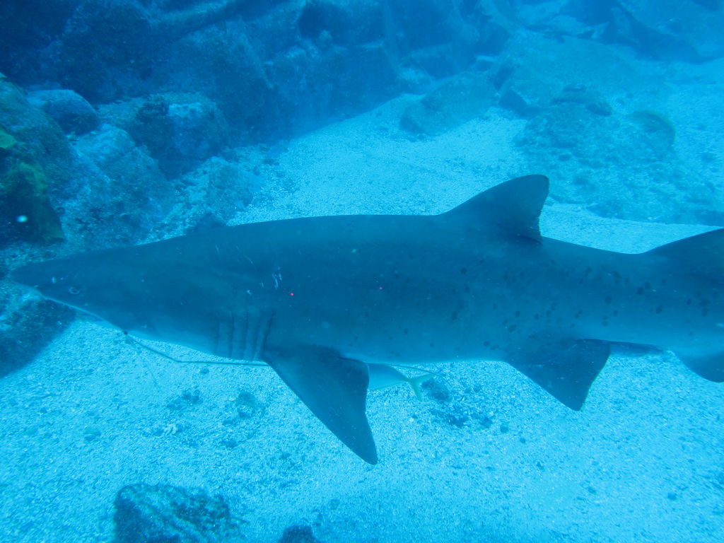 0f949261-1ed0-4003-8f19-7a58946037f6