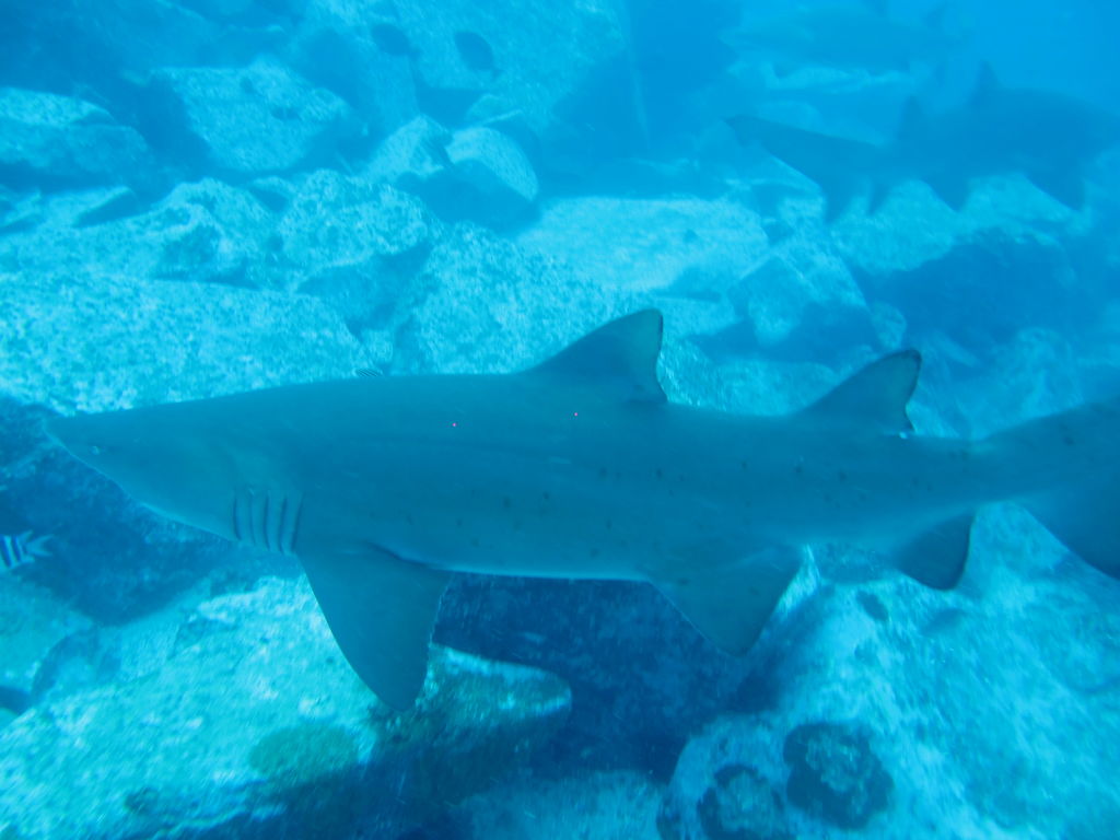 fe4a3841-fda4-4ece-a445-028f8c260d60