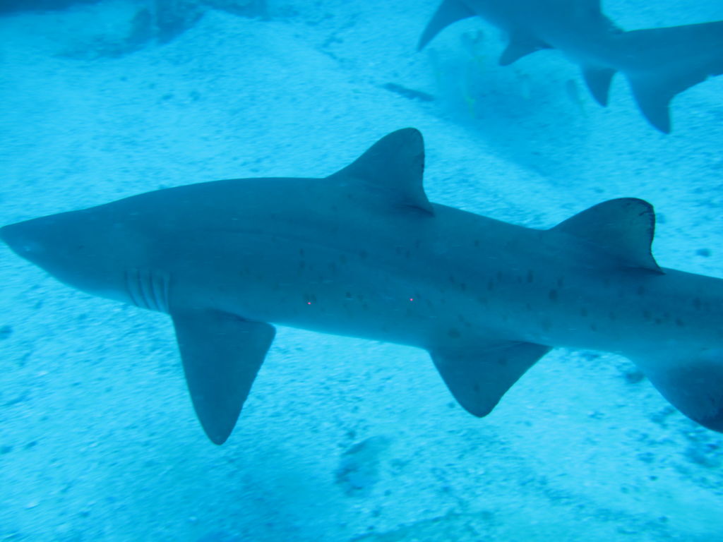 e3aefae6-c56c-4086-aa50-72d039f394dc