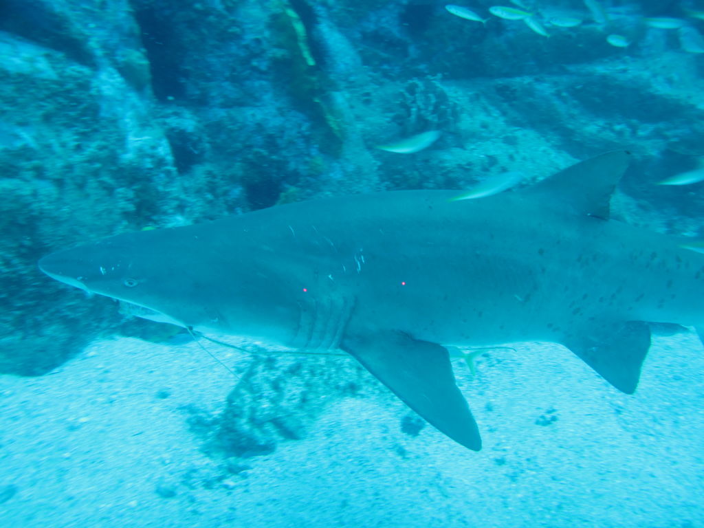 0f949261-1ed0-4003-8f19-7a58946037f6