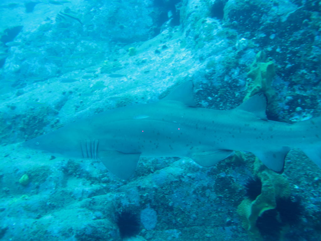 c501ef5a-ec16-41b4-9562-c5d6936d9130