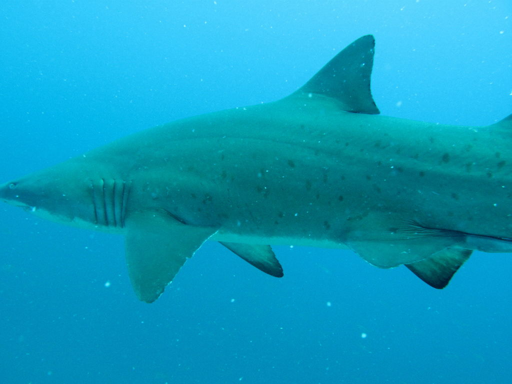 782cf3cf-d874-4bcb-867d-3ad8dec276e6