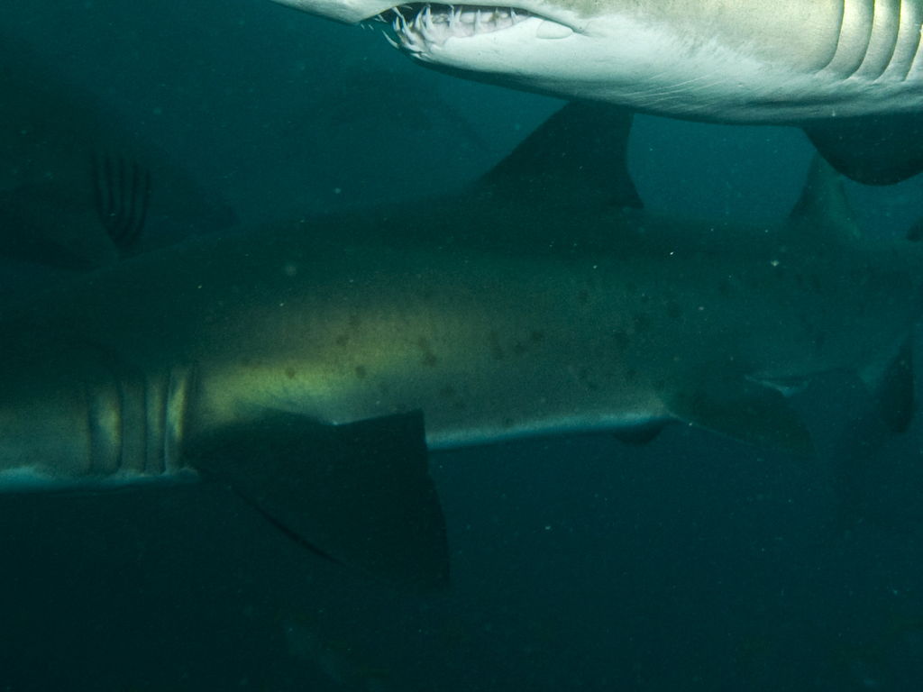 8cfa35d4-4d94-4019-95e7-bbcd46888fa2