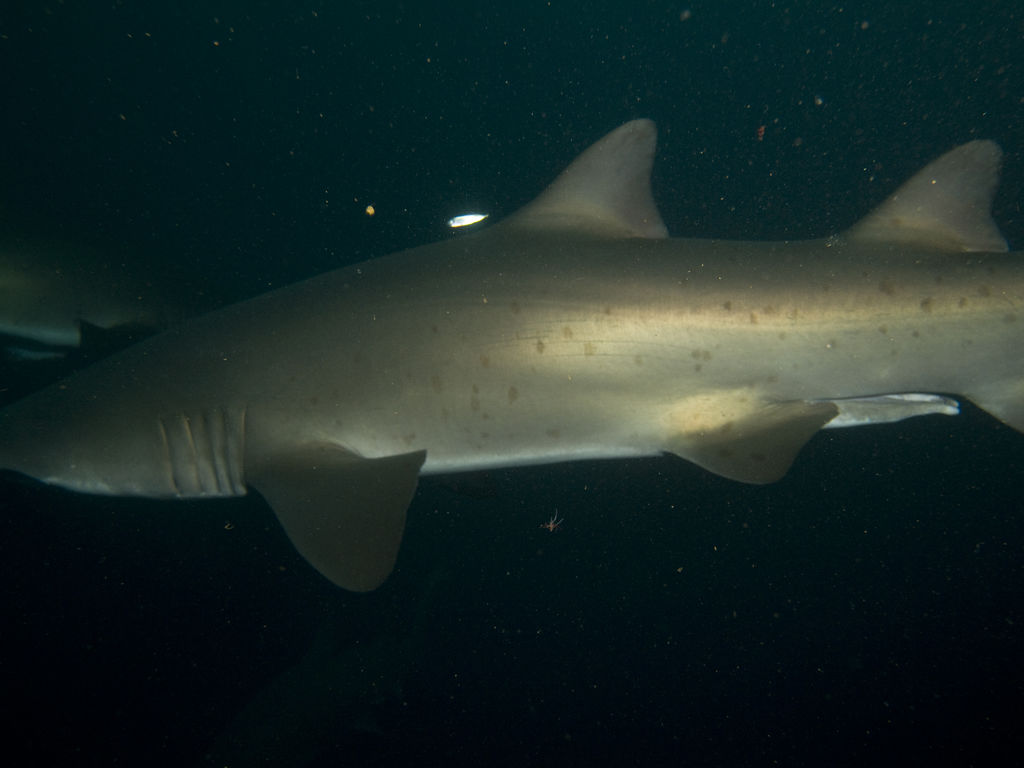 f291b4da-031c-4cbf-8b62-b1f26ab5c02a