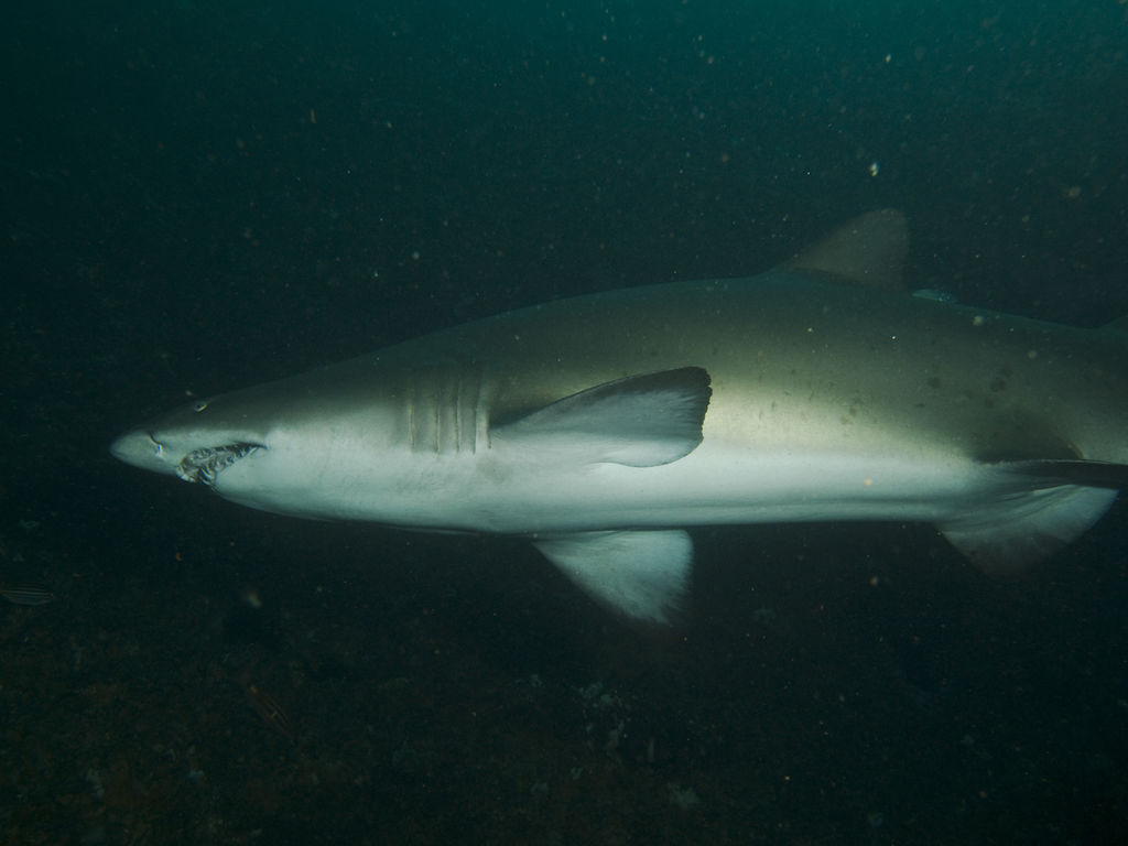 255448df-fefd-4cb8-ac26-c554eaf47ac6