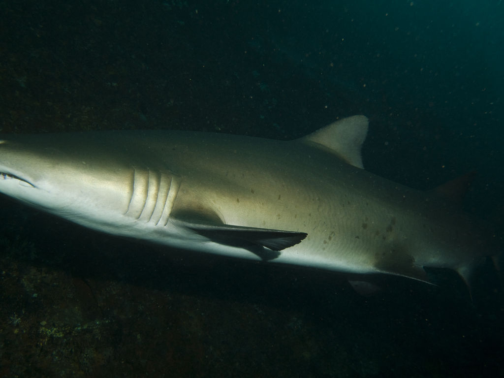 255448df-fefd-4cb8-ac26-c554eaf47ac6