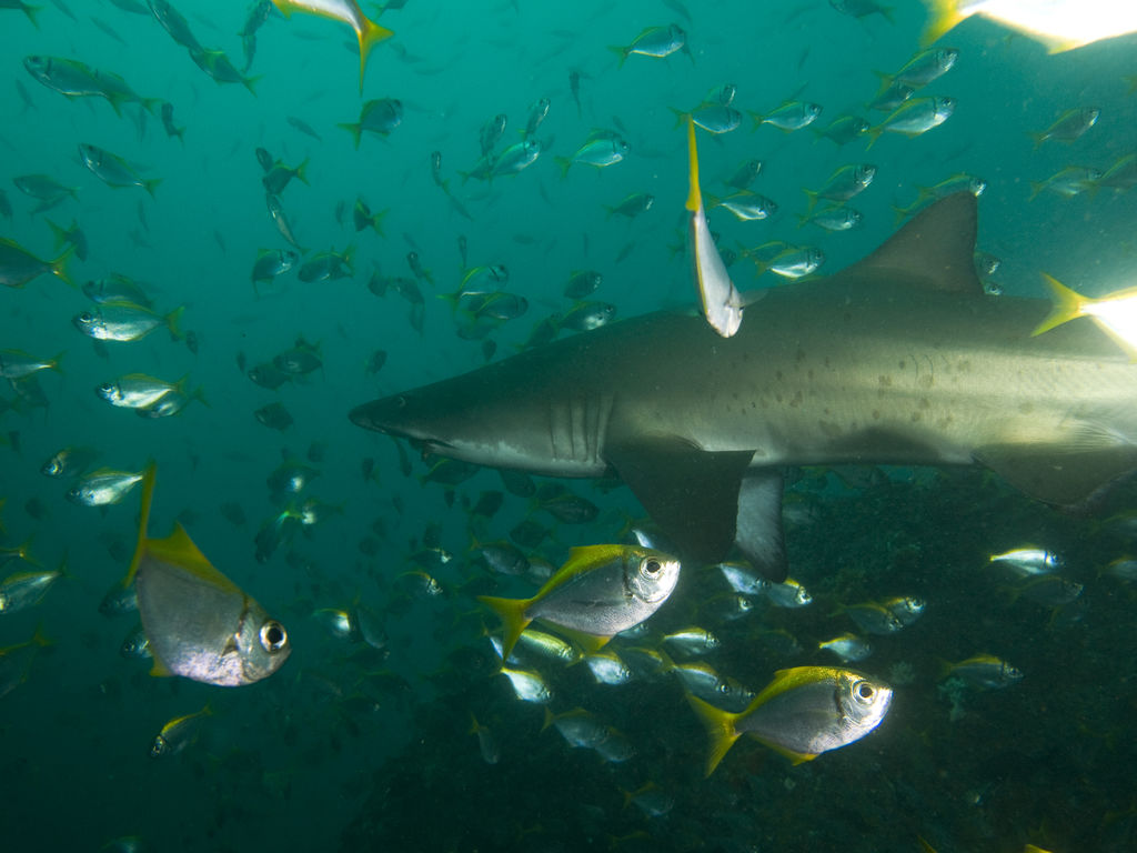 81f67b4a-84de-4820-9c2c-15447147eaaa