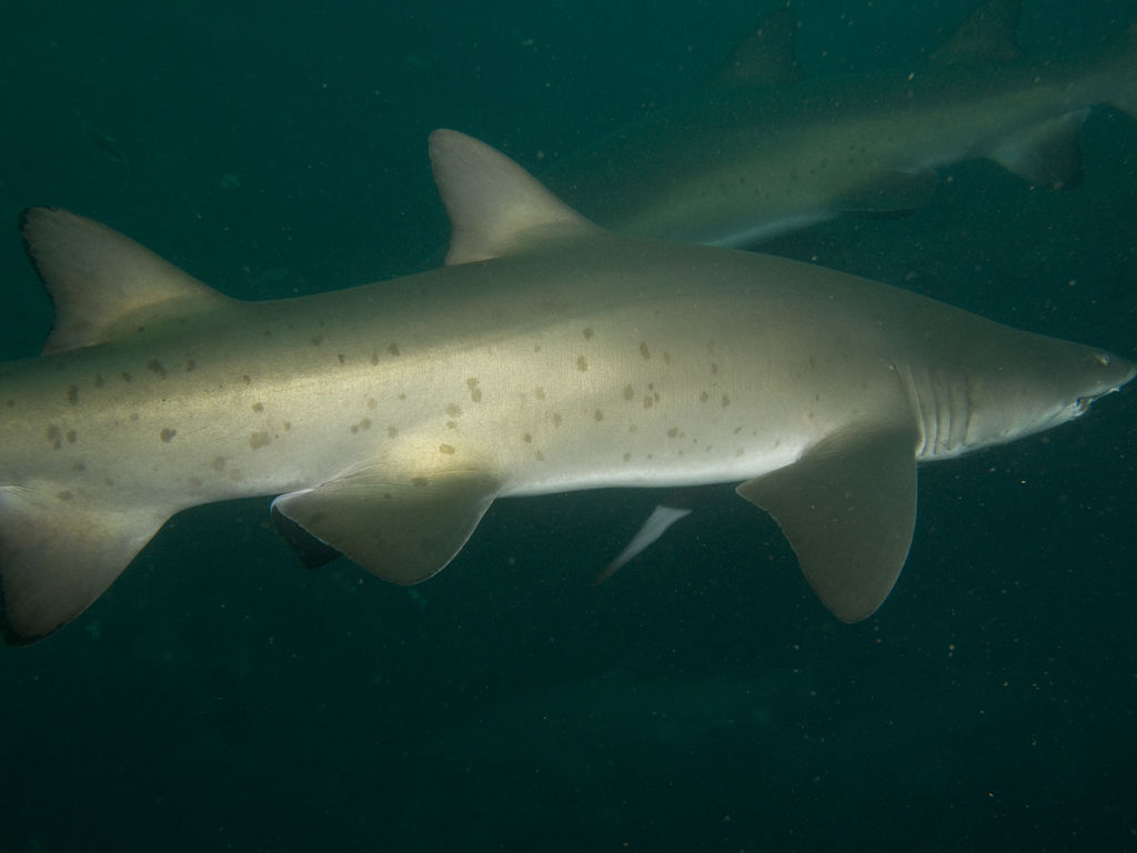 983a5aa9-b6cf-44e5-b9a7-625d7440f940