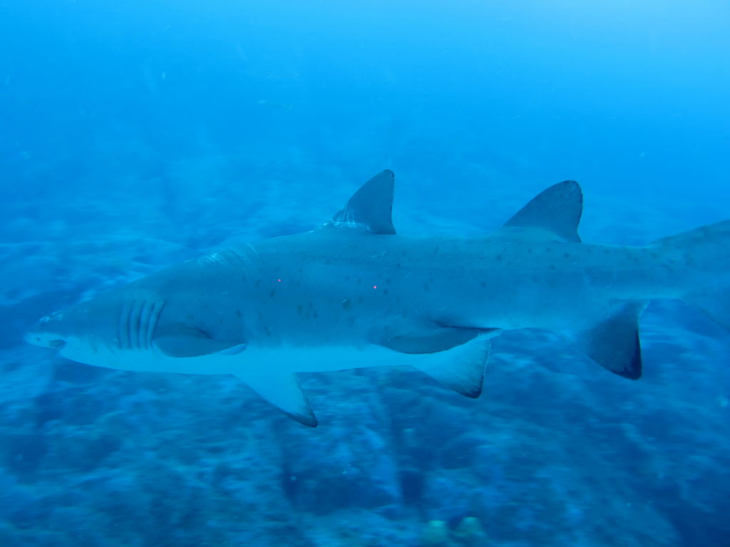 18d28a1c-658d-4fc2-b0f6-a2ea79adfe8d