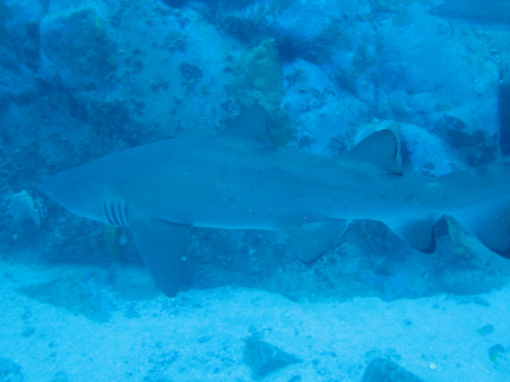 2e2bfa24-e7a8-41cb-a25a-62ddfe1a0a42