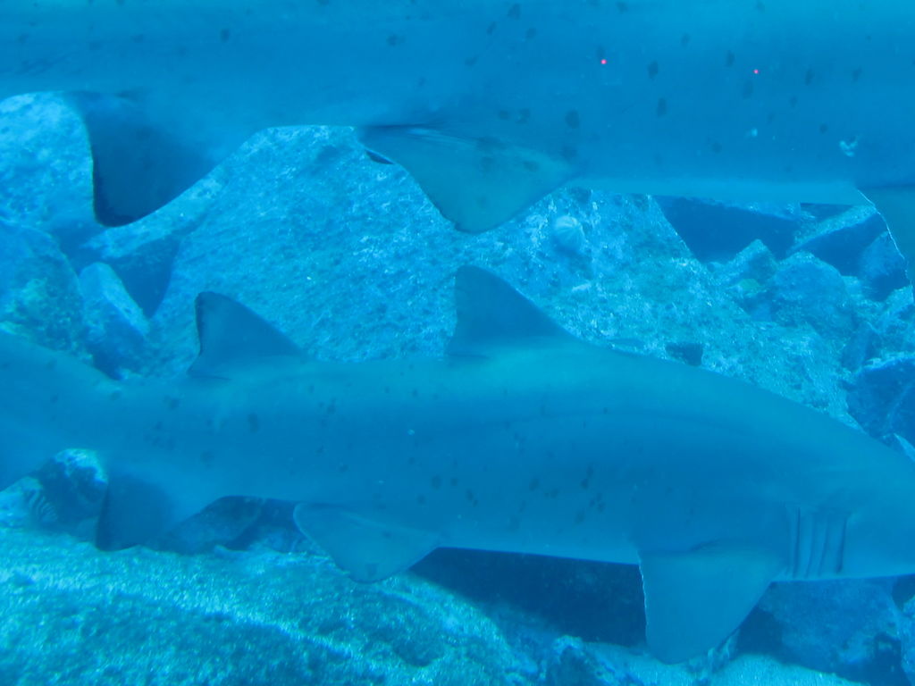 ae6f9a99-593f-427b-9267-4e0e3d6e40af