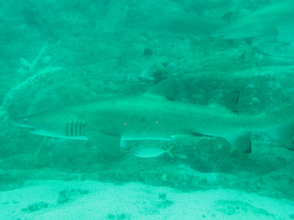 a304f0f4-9f24-4a5c-8bab-b691955b217d