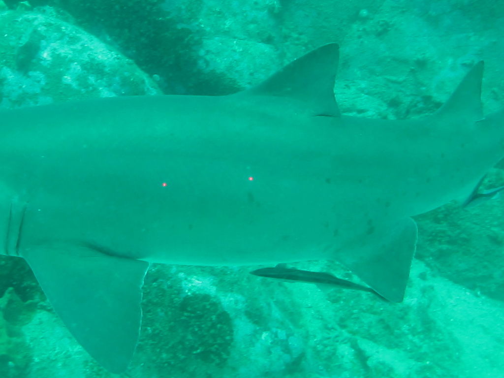 e195a24a-2125-4e17-b5d3-7f5032f319fd