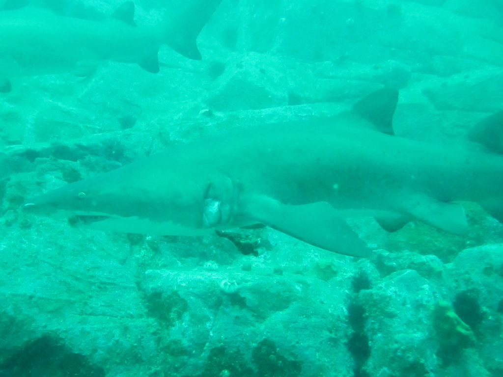 0c446368-d940-4a3b-9cb7-a5e2641a5630