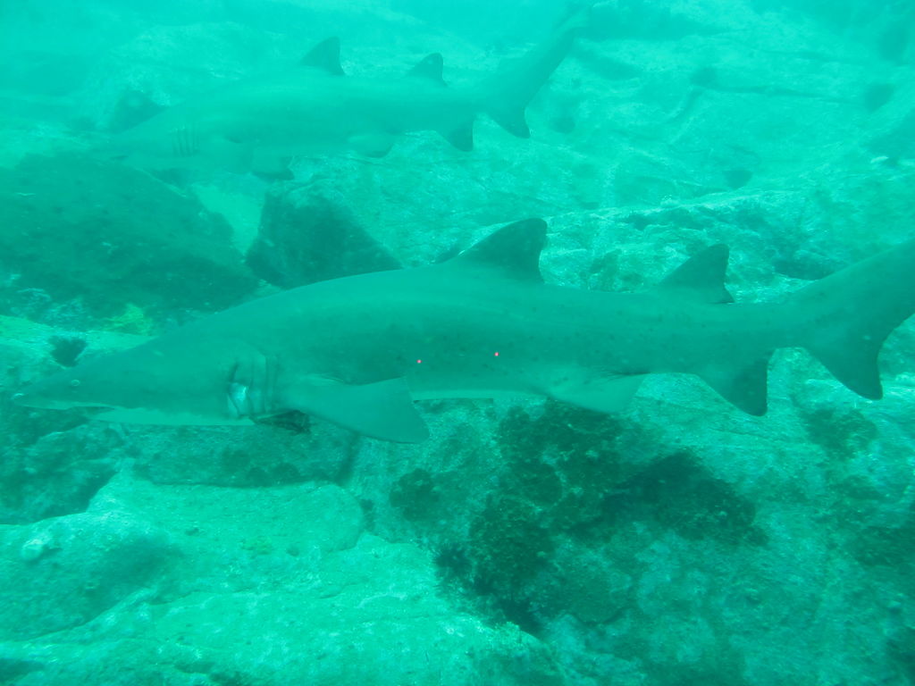 0c446368-d940-4a3b-9cb7-a5e2641a5630