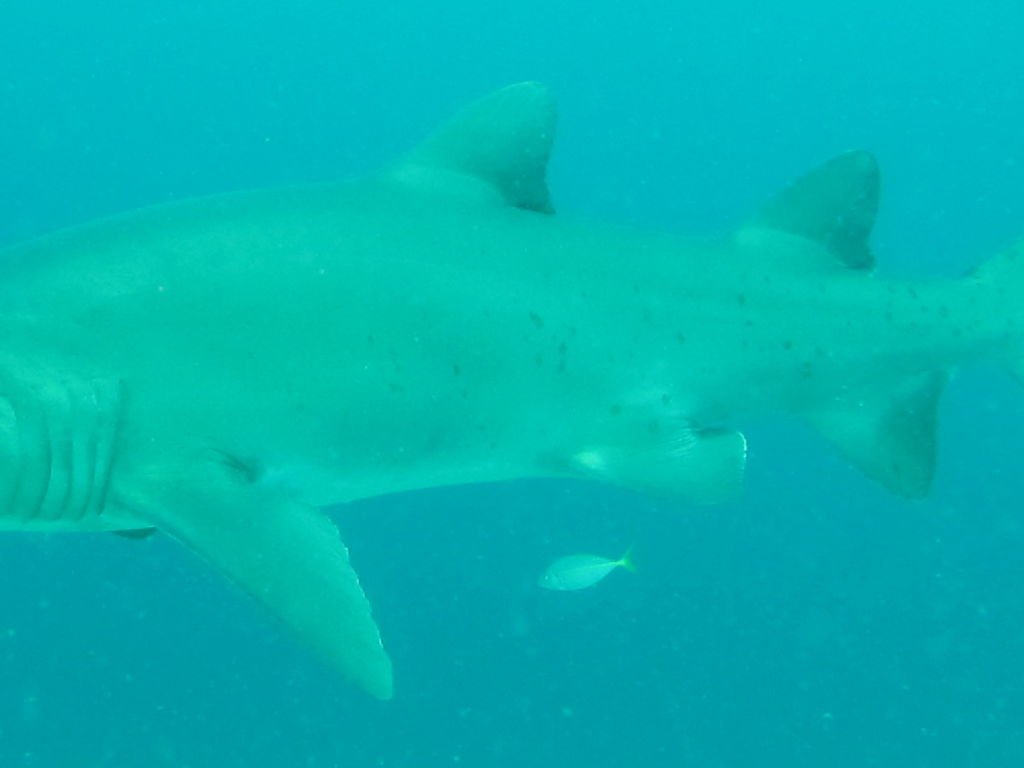 f68e6f52-a88e-41be-93c1-8096cf0570ed