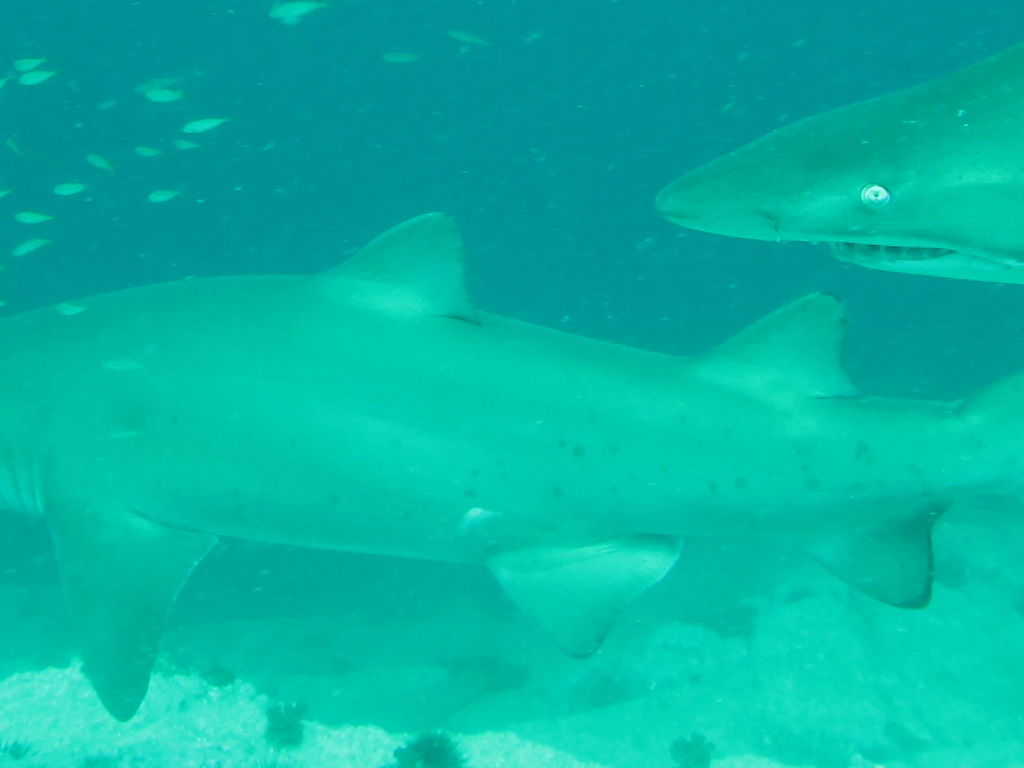 74ea846d-7e62-4781-afa5-79e52ad9338a