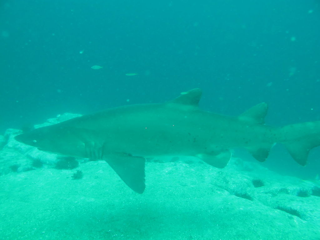 f68e6f52-a88e-41be-93c1-8096cf0570ed