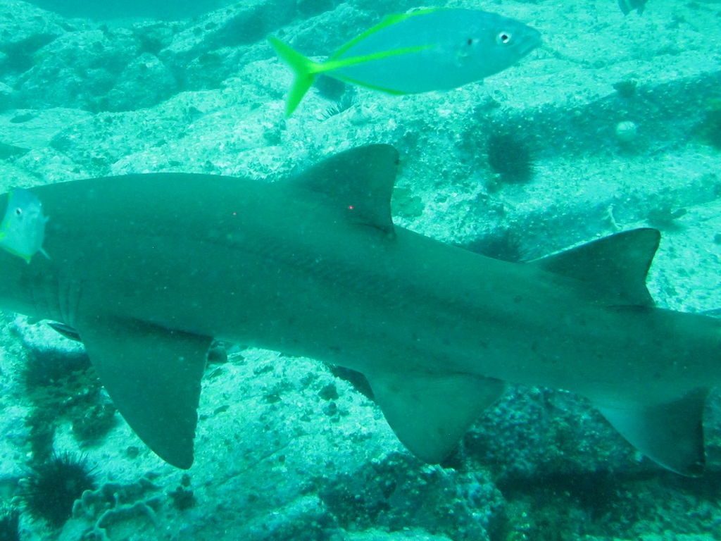 07f0202c-ad49-4c7c-91f1-72ab62e06476