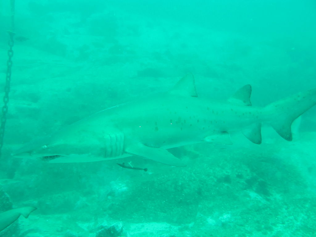 0d60a3aa-d430-47c2-99b5-9c66b4e7f619