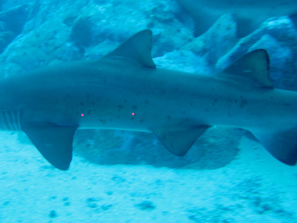 81f67b4a-84de-4820-9c2c-15447147eaaa