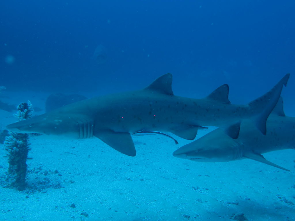 cc7eb717-2006-4d55-a5ec-9543864855b1