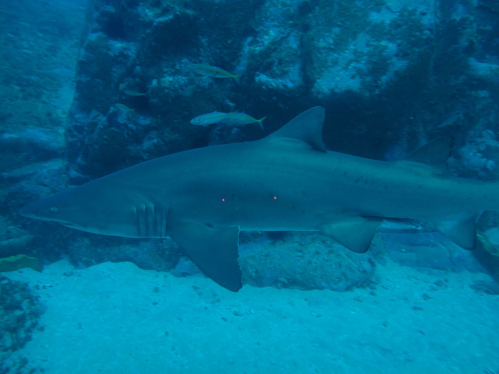 7460ef72-cc5f-4c66-ae28-ec203b7539b2