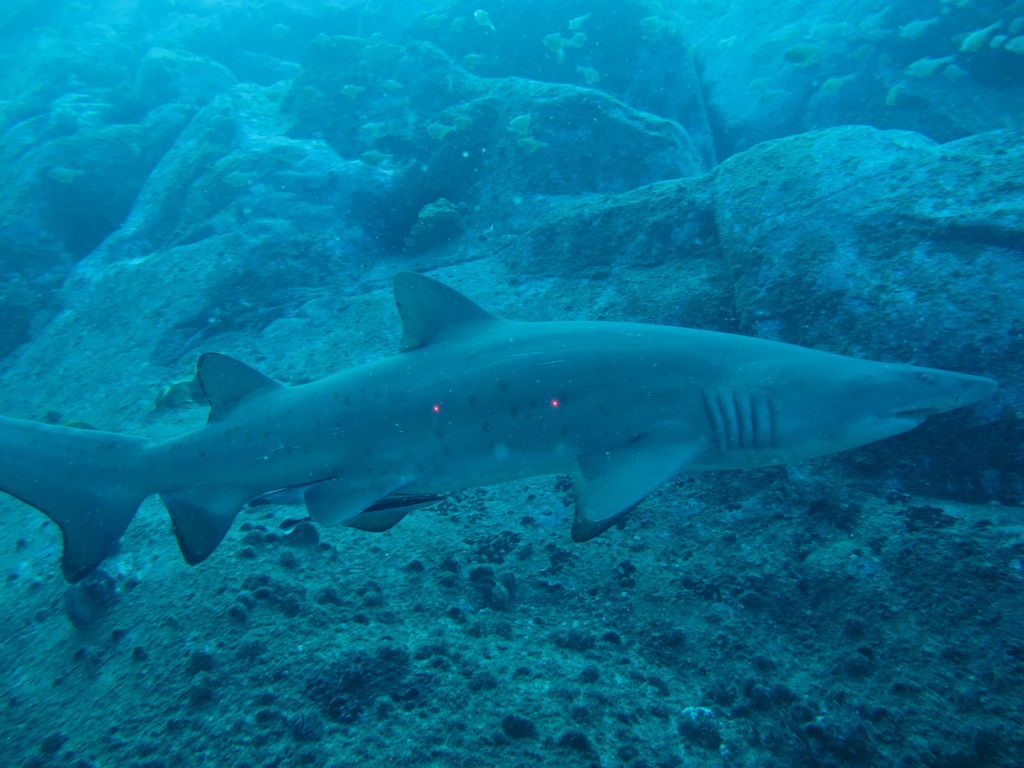 491aef20-dfec-488c-a3a8-764b95677935