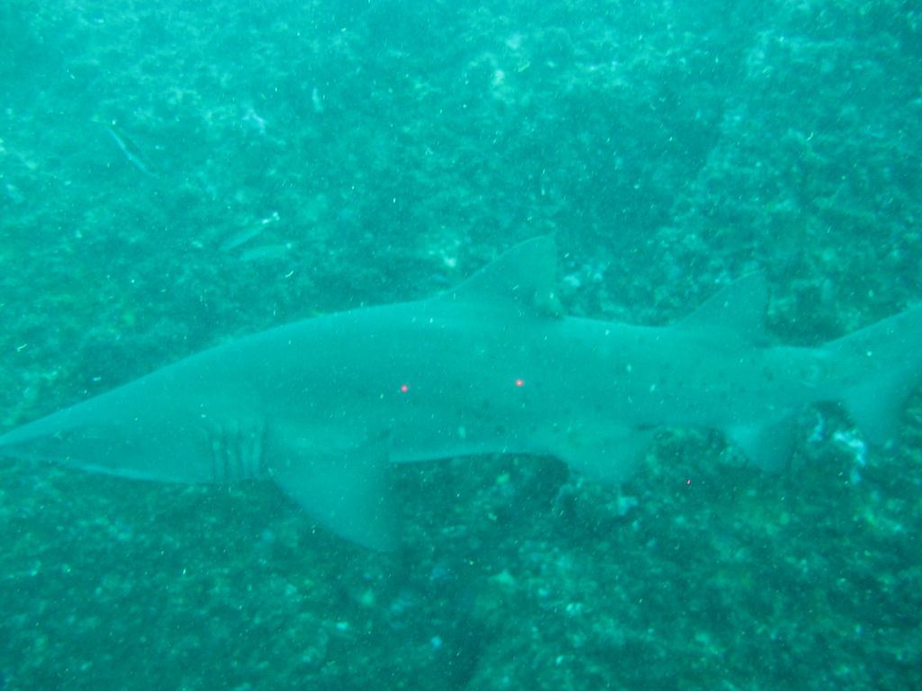 1e3e53e7-a317-46b0-8e67-8d1227efb85a